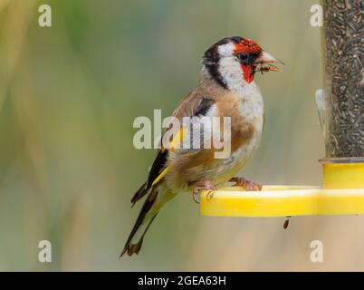 Goldfink füttert Niger-Samen in meinem Garten. Futterhäuschen für Wildvögel Stockfoto