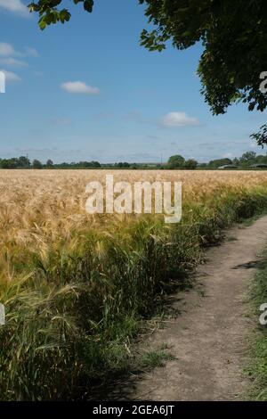 Feld der reifen Gerste Stockfoto