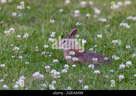 Kleines braunes Wildhasen-Kaninchen im Wildklee Stockfoto