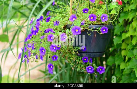 Nahaufnahme der violett blühenden Millionen Glocken (Calibrachoa) Blume in einem Topf. Stockfoto