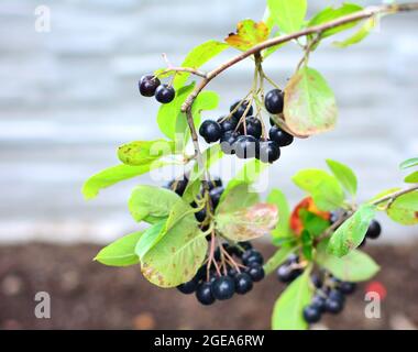 Schwarze Aronia (Aronia melanocarpa) Beerenfrucht auf dem Baum. Aus der Nähe der Aronia-Frucht. Stockfoto