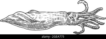 Handgezeichnete Vektorgrafik „Tintenfisch“. Abstrakte Skizze Für Meeresfrüchte. Gravur Style Drawing. Isoliert Stock Vektor