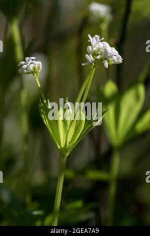 Waldmeister Galium odoratum Stockfoto