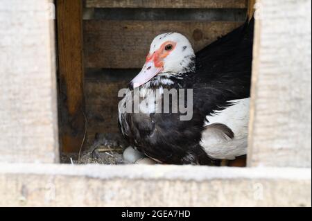 Eine schwarz-weiße indo- oder Moschusente, die in einem Holznest auf Eiern liegt Stockfoto