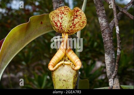 Krug von Nepenthes rafflesiana, einer fleischfressenden Krug-Pflanze, Sarawak, Borneo, Frontalansicht Stockfoto