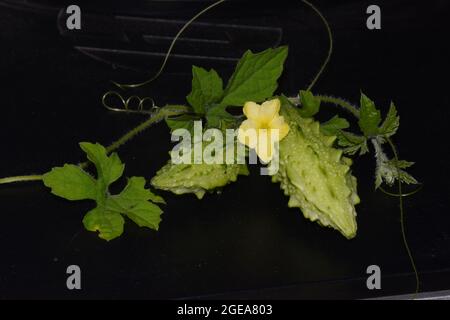 Bittere Kürbisblüten, Früchte und Blätter auf schwarzem Hintergrund Stockfoto