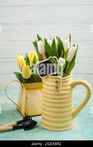 Frühlingsblumen in einer Yelow-Vase und Gießkanne und Gartengeräte liegen auf blauem Beton-Hintergrund Stockfoto