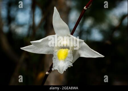 Weiße Blume der Taubenorchidee (Dendrobium crumenatum), Sabah, Borneo Stockfoto