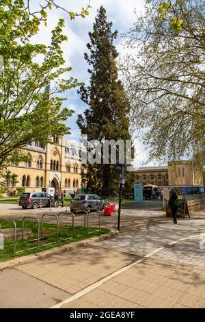 Ein riesiger Mammutbaum auf dem Rasen vor dem Natural History Museum, Oxford, Großbritannien Stockfoto