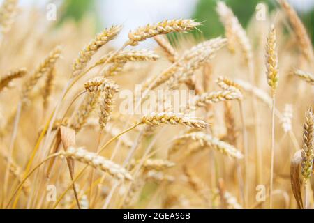 Weizenfeld an einem Sommertag. Nahaufnahme von reifenden Weizenohren. Erntezeit. Erntefeld. Ländliche Landschaft Stockfoto