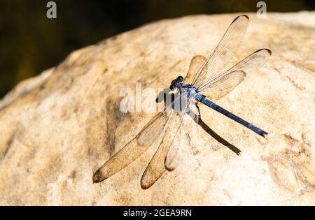 Die auf einem Felsen stehende Fliege Stockfoto