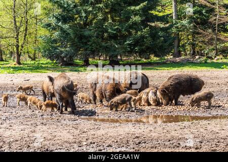 Der Erlebnis Wald Trappenkamp bietet auf mehr als 100 Hektar Wildgehege und Erlebnispfad ein maliges Naturerlebnis, hier eine rote Wildschweine Stockfoto