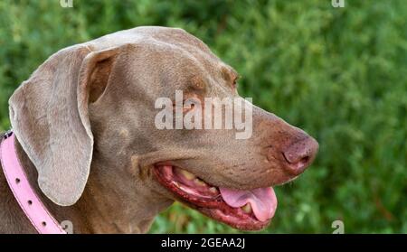 Profilbild Kopfaufnahme der Weimaraner Hündin auf grünem Hintergrund Stockfoto