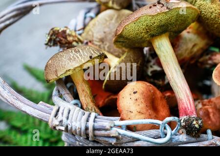Körbe mit Pilzen auf Holzbank im Garten. Stockfoto