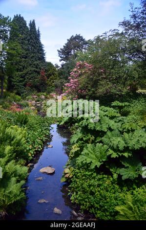 Der Strom fließt durch die Gärten von RHS Garden Harlow Carr, Harrogate, Yorkshire, England, Großbritannien. Stockfoto