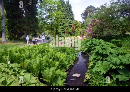 Menschen gehen auf dem Pfad Neben dem Strom, der durch die Gärten im RHS Garden Harlow Carr, Harrogate, Yorkshire, England, Großbritannien fließt. Stockfoto