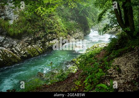 Klare Gebirgsstromschnellen mit grün blauem Wasser im Wald Stockfoto