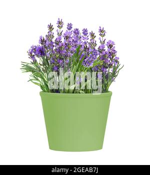 Töpferei grün Topf mit Lavendelblüten isoliert auf weißem Hintergrund Stockfoto