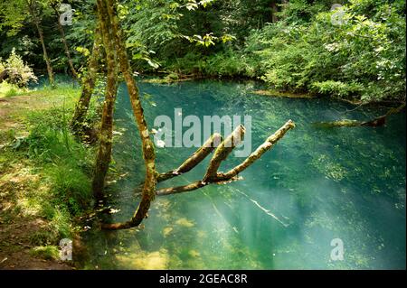 Alte Baumstämme im klaren, frischen blauen Wasser eines kristallklaren Flusses Stockfoto
