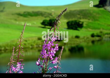 Pink Rosebay Willowherb 'Fireweed' (Chamaenerion angustifolium) Flowers Growing Wild by Cogra Moss, Lake District National Park, Cumbria, England, UK. Stockfoto