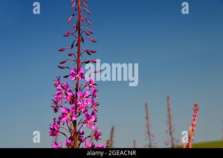 Pink Rosebay Willowherb 'Fireweed' (Chamaenerion angustifolium) Flowers Growing Wild by Cogra Moss, Lake District National Park, Cumbria, England, UK. Stockfoto