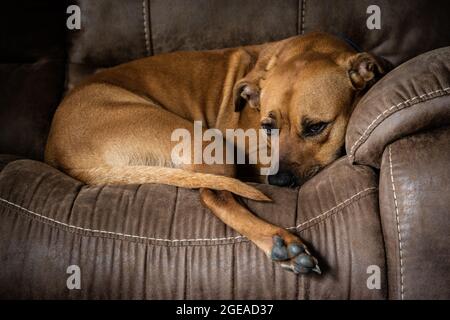 Ein schöner roter Hund rollte sich auf dem bequemen rustikalen Bauernsofa zusammen. Stockfoto