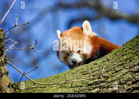Roter Panda, ailurus fulgens, guckt hinter einem Baumstamm. Auch bekannt als die kleine Panda- oder Bärenkatze und heimisch im östlichen Himalaya und s Stockfoto