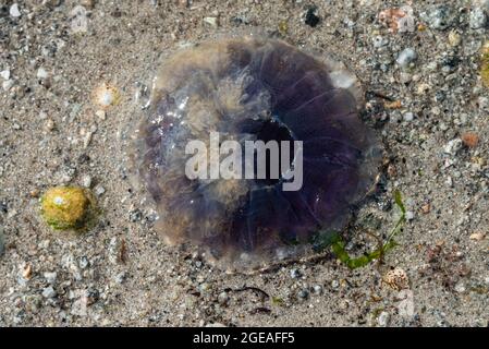 Eine blaue Qualle (Cyanea lamarckii), die auf Porthloo Beach, St. Mary's, Isles of Scilly aufgespült wird Stockfoto