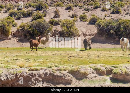 Herde von Lamas (Alpakas) im Gebiet Aguanapampa bei bolivianischem Altiplano Stockfoto