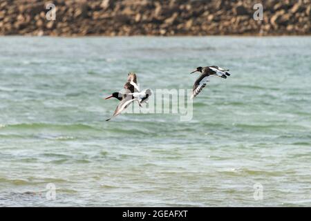 Zwei Austernfischer (Haematopus ostralegus) fliegen Stockfoto