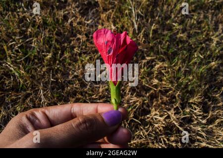 Weibchen, die die Knospe von Hibiskus oder Schuhablütenblättern halten, die mit schwarzen runden Flecken aufgrund von Fungizidspray oder Wanzen-Pilzen infiziert sind Stockfoto