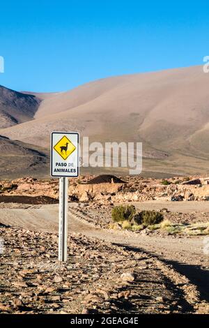 Schilder Tiere überqueren auf dem bolivianischen altiplano Stockfoto