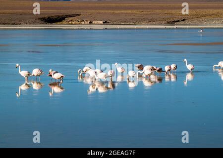 Im Laguna Collpa See im Reserva Nacional de Fauna Andina Eduardo Avaroa Schutzgebiet, Bolivien, leben viele Flamingos Stockfoto