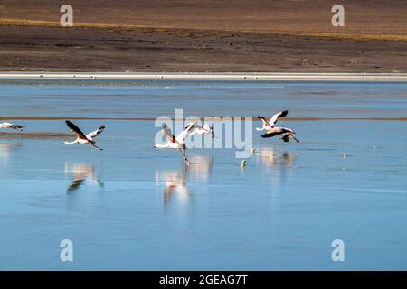 Im Laguna Collpa See im Reserva Nacional de Fauna Andina Eduardo Avaroa Schutzgebiet, Bolivien, leben viele Flamingos Stockfoto