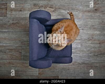 Niedliche Ingwer-Katze sitzt auf dem Sessel und schaut neugierig auf die Kamera. High-Angle-Ansicht mit selektivem Fokus. Stockfoto