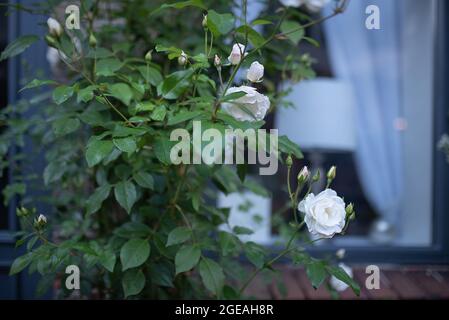 Weiße Rosen wandern um ein Fenster Stockfoto