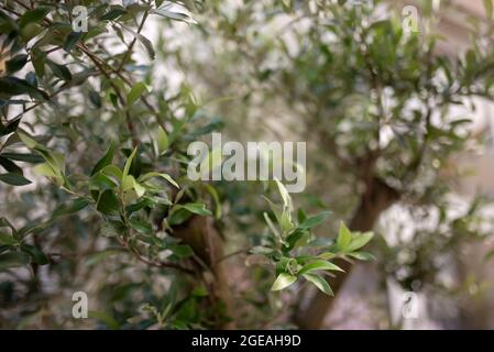 mediterrane Olivenbäume Garten im Tageslicht Stockfoto