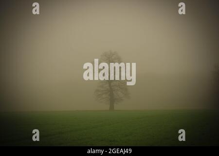 Eine einsame, blattlose Eiche an einem nebligen Morgen. Stockfoto