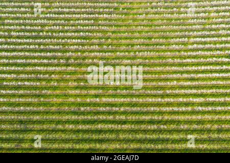 Obstgarten im Frühling. Die Zweige der Bäume sind mit weißen Blüten bedeckt. Die Bäume werden in geraden Reihen gepflanzt. Blick von der Drohne. Stockfoto