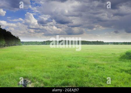 Leicht bewölktes Himmel über der grasbewachsenen Ebene. Stockfoto