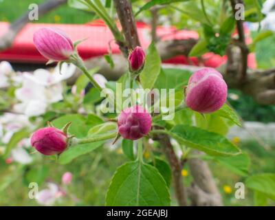 Frühling im Obstgarten. Apfelbaum, hellgrüne Blätter, weiß-rosa Knospen und Blüten an den Zweigen. Stockfoto