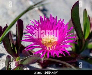 Carpobrotus Edulis oder besser bekannt als die Sour Fig, fotografiert entlang der Küste von Melkbosstrand, Kapstadt, Südafrika. Stockfoto