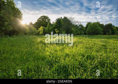 Die malerische ländliche Szene bei Sonnenuntergang mit Sonnenstrahlen, die von den Bäumen gegen den bewölkten Himmel brechen. Das Meer von üppigem Grün und Bäumen, Gruppen von bunten Blumen Stockfoto