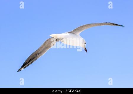 Möwen im Flug auf Nahrungssuche, über Melkbosstrand Beach Kapstadt. Stockfoto