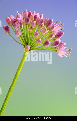 Blütenstand von alterndem Schnittlauch (Allium senescens) im Garten in Virginia im Sommer. Stockfoto