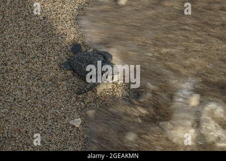 Bali, Indonesien. August 2021. Eine kleine Olive Ridley Meeresschildkröte (lepidochelys olivacea) wird am Strand gesehen, nachdem sie vom Bali Turtle Conservation and Education Center am Serangan Beach in Bali, Indonesien, am 18. August 2021 veröffentlicht wurde. Quelle: Bisinglasi/Xinhua/Alamy Live News Stockfoto