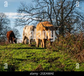 Highland Cows grasen auf dem Land in Kent, Großbritannien Stockfoto