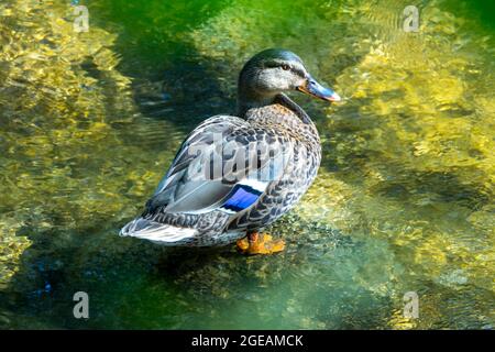 Ein männlicher Stockenten, der eines Sommers im Wasser eines Flusses steht Stockfoto
