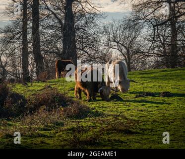 Highland Cows grasen auf dem Land in Kent, Großbritannien Stockfoto