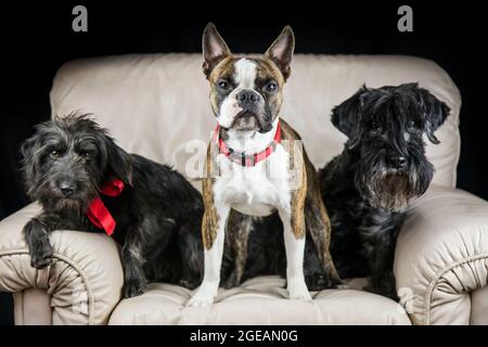 Drei Hunde im Sessel zusammen mittelschnauzer boston Terrier und Mongrel Stockfoto